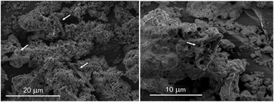 Diversity of Iron Oxidizers in Groundwater-Fed Rapid Sand Filters: Evidence of Fe(II)-Dependent Growth by Curvibacter and Undibacterium spp.